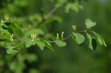 Lonicera xylosteum. Побег с листьями и соцветиями в бутонах. Санкт-Петербург, Пушкинский р-н, Павловский парк, правый берег р. Славянки. 21.05.2018.