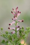 Fumaria officinalis