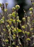 Caragana arborescens