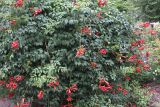 Campsis radicans