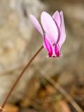 Cyclamen hederifolium подвид confusum. Цветонос с цветком. Греция, о-в Крит, ном Ханья (Νομός Χανίων), дим Киссамос (Κίσσαμος), окр. деревни Полириния (Πολυρρήνια), широколиственный лес вдоль русла временного водотока. 18 октября 2021 г.