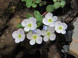 Veronica glareosa