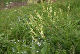 Astragalus galegiformis