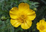 Ranunculus acris