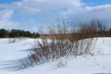 Salix phylicifolia. Растения с просыпающимися почками. Ленинградская обл., окр. пос. Большая Ижора, берег Финского залива, гребень песчаного берегового вала. 02.04.2023.