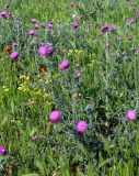 Carduus uncinatus. Цветущие растения в сообществе с Hordeum, Senecio и Papaver. Дагестан, Кумторкалинский р-н, долина р. Шураозень, луг. 30.04.2022.