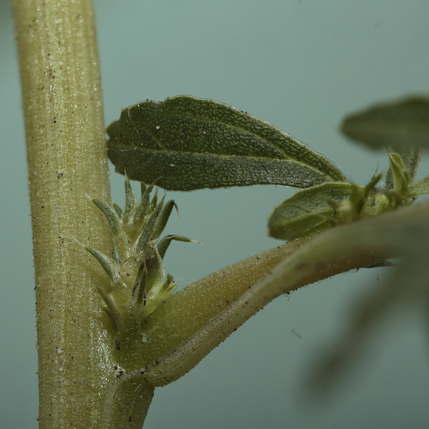 Изображение особи Amaranthus albus.