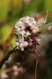 Cuscuta epithymum. Побеги с соцветиями. Беларусь, Витебская обл., окр. пос. Езерище, выкашиваемый суходольный луг, на Trifolium medium. 03.08.2023.