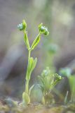 род Valerianella. Цветущее растение в сообществе с зацветающей Viola. Ростовская обл., Каменский р-н, окр. станицы Калитвенская, песчаная степь. 13.04.2024.