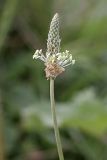 Plantago lanceolata. Соцветие. Южный Казахстан, Верхний Боролдай, каменистая коса на реке. 29.06.2011.