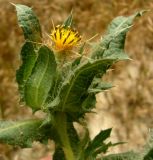 Centaurea benedicta