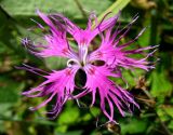 Dianthus sajanensis