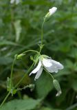 Cerastium davuricum