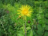 Inula helenium