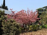 Prunus serrulata. Цветущее растение. Южный берег Крыма, Никитский ботанический сад. 24 апреля 2013 г.