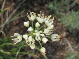 Allium flavescens