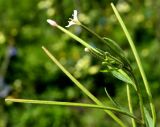 Epilobium maximowiczii