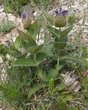 Clematis integrifolia