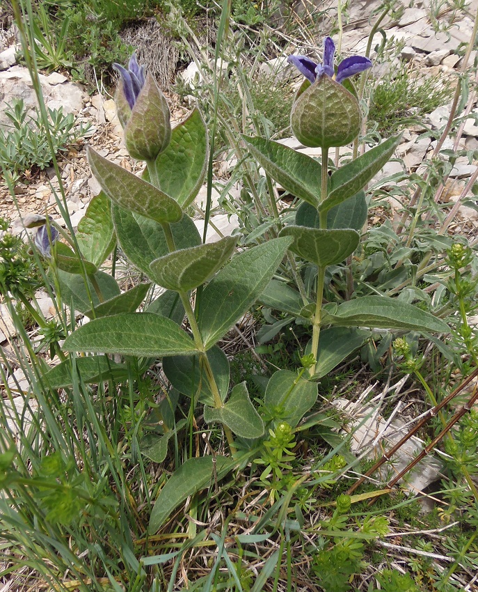 Изображение особи Clematis integrifolia.