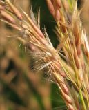 Calamagrostis canescens