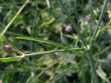 Cephalaria transsylvanica