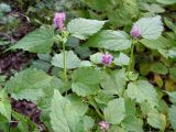 Agastache rugosa. Верхушка цветущего растения. Владивосток, Ботанический сад-институт ДВО РАН. 05.09.2013.