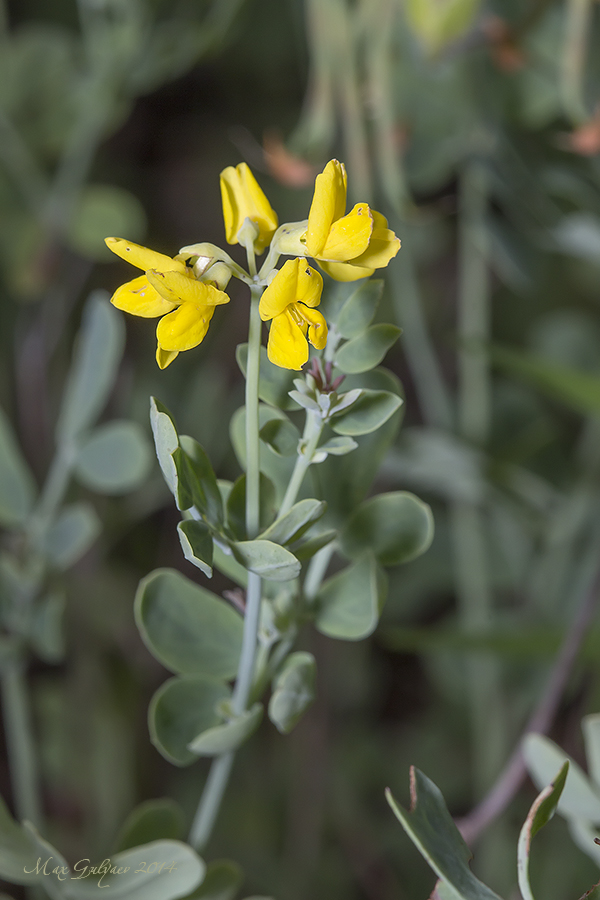 Изображение особи Coronilla coronata.