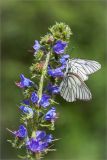 Echium vulgare. Верхушка цветущего растения с кормящимися боярышницами. Ленинградская обл., Волосовский р-н, обочина дороги. 15.06.2014.