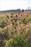 Sanguisorba officinalis. Верхушки цветущих растений. Кольский п-ов, Терский берег Белого моря, приморский луг. 01.08.2014.