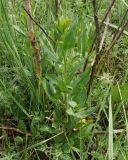 Lepidium latifolium