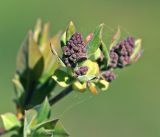 Syringa vulgaris