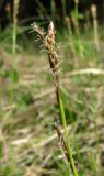 Carex rhizina