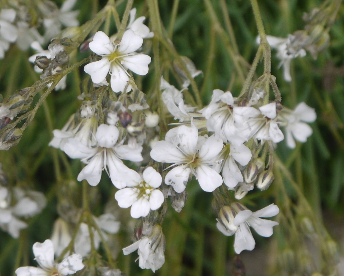 Изображение особи Gypsophila uralensis.