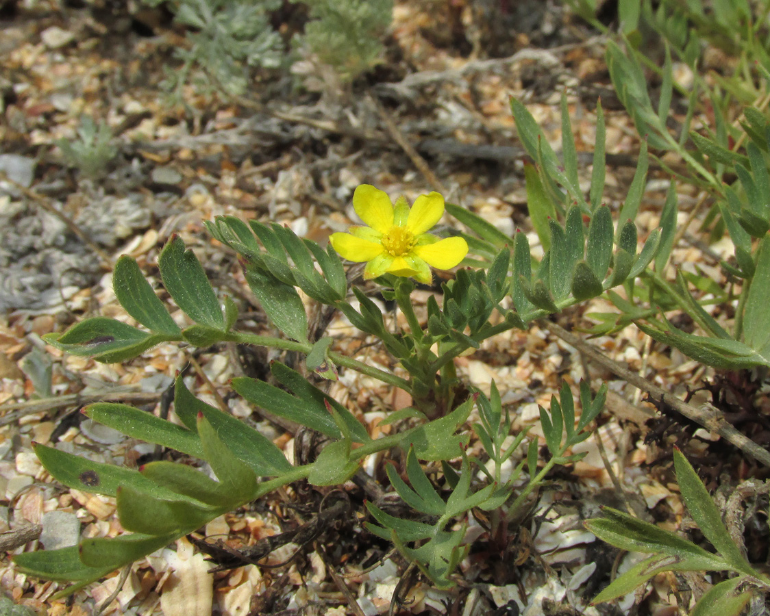 Изображение особи Potentilla orientalis.