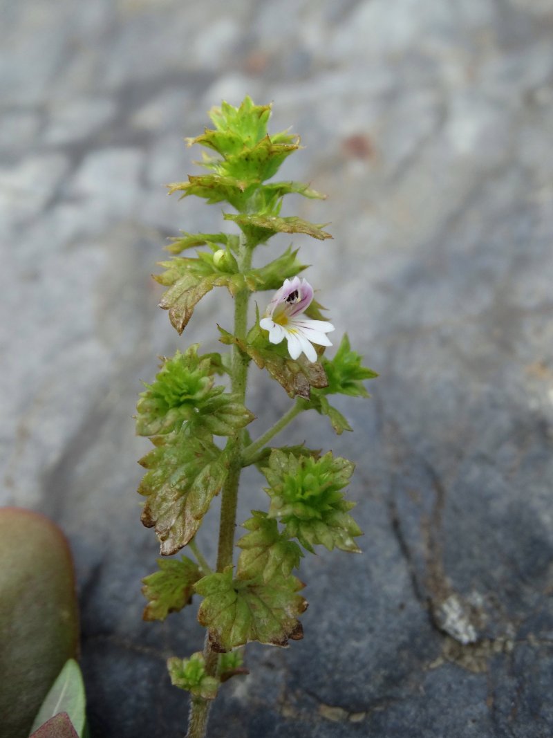 Изображение особи Euphrasia maximowiczii.