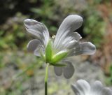 Cerastium arvense