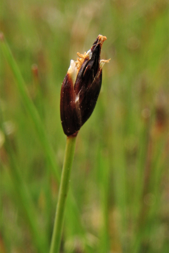 Изображение особи Eleocharis quinqueflora.