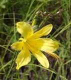 Hemerocallis minor. Верхушка побега с цветком и плодами. Амурская обл., Бурейский р-н, правый берег р. Бурея, окр. Малиновки, луг. 17.07.2016.