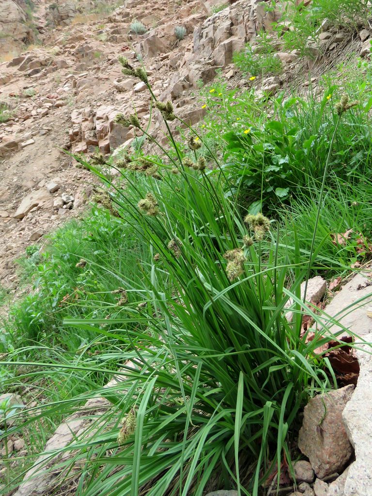 Изображение особи Carex griffithii.