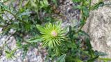 Cirsium rhinoceros