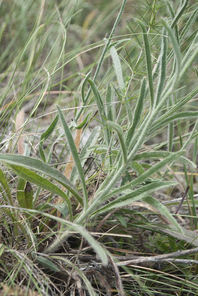 Изображение особи Pilosella echioides.