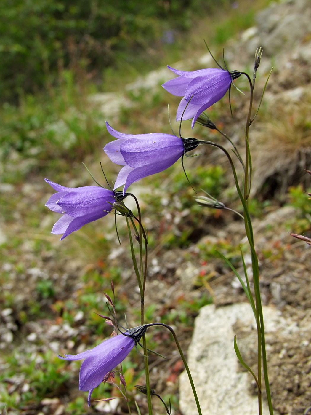 Изображение особи Campanula rotundifolia.