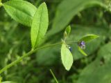 Asperugo procumbens