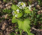 Alliaria petiolata