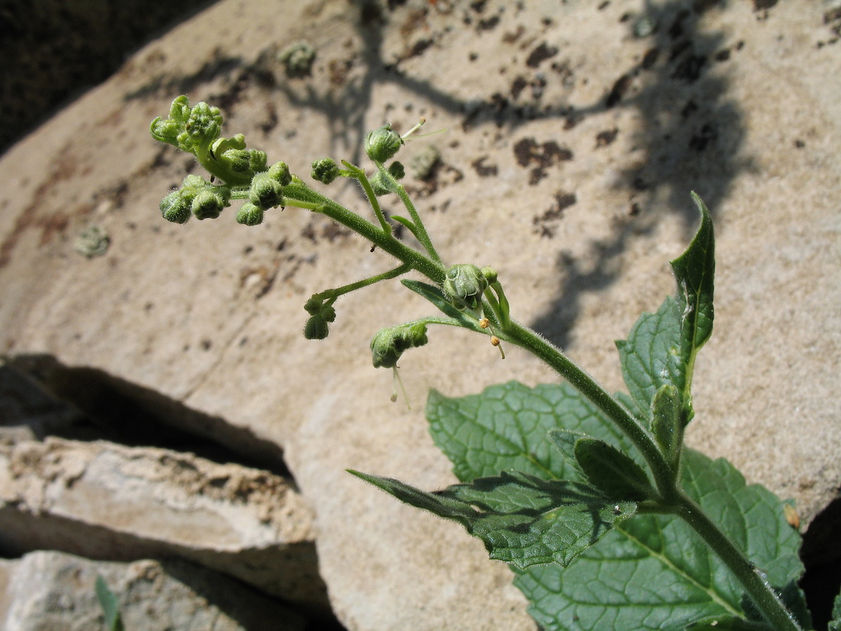 Изображение особи Scrophularia heucheriiflora.