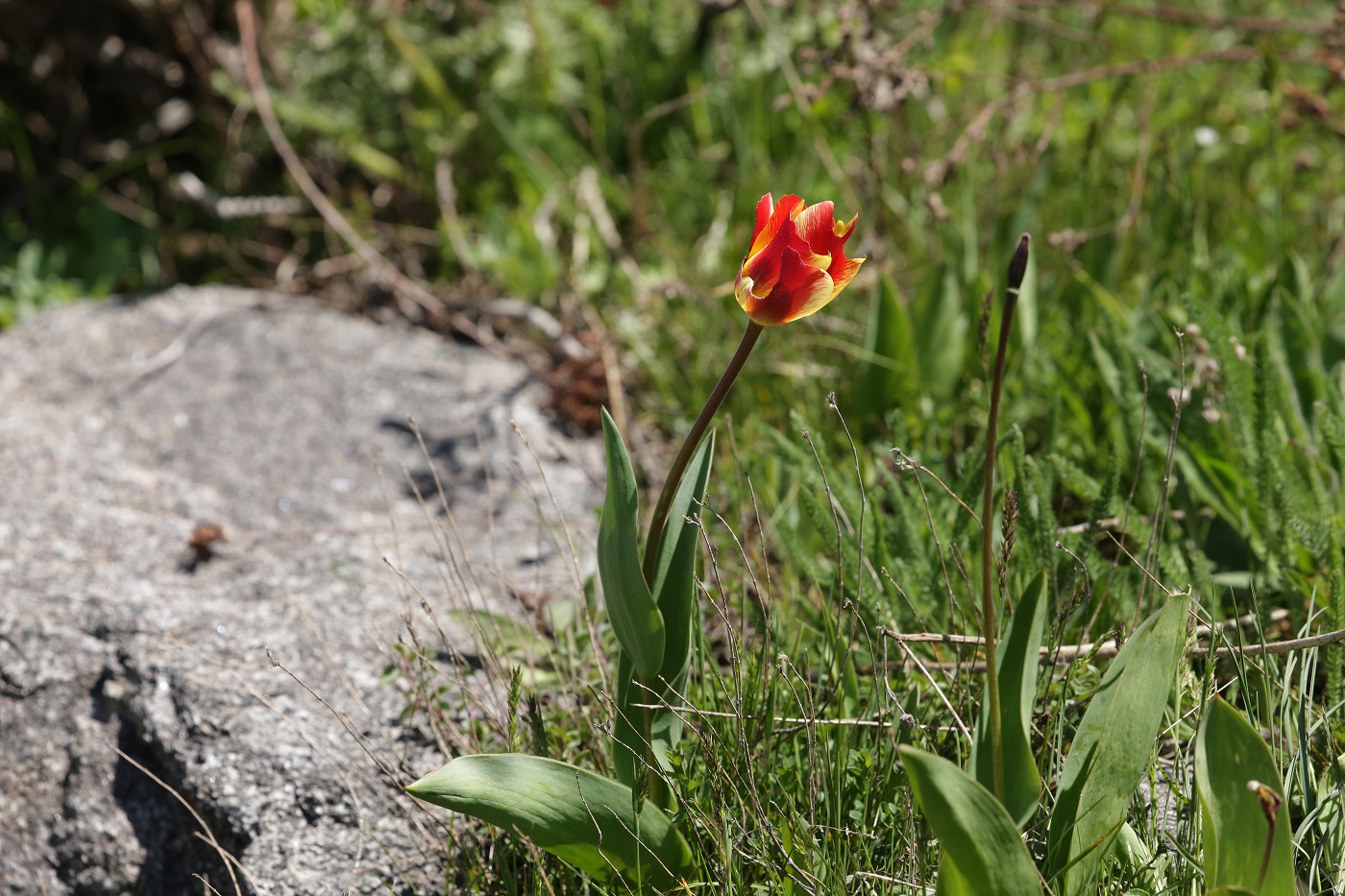 Изображение особи род Tulipa.