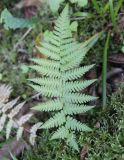 genus Dryopteris