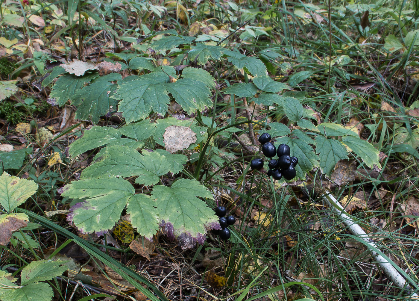 Image of Actaea spicata specimen.