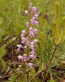 Orchis militaris