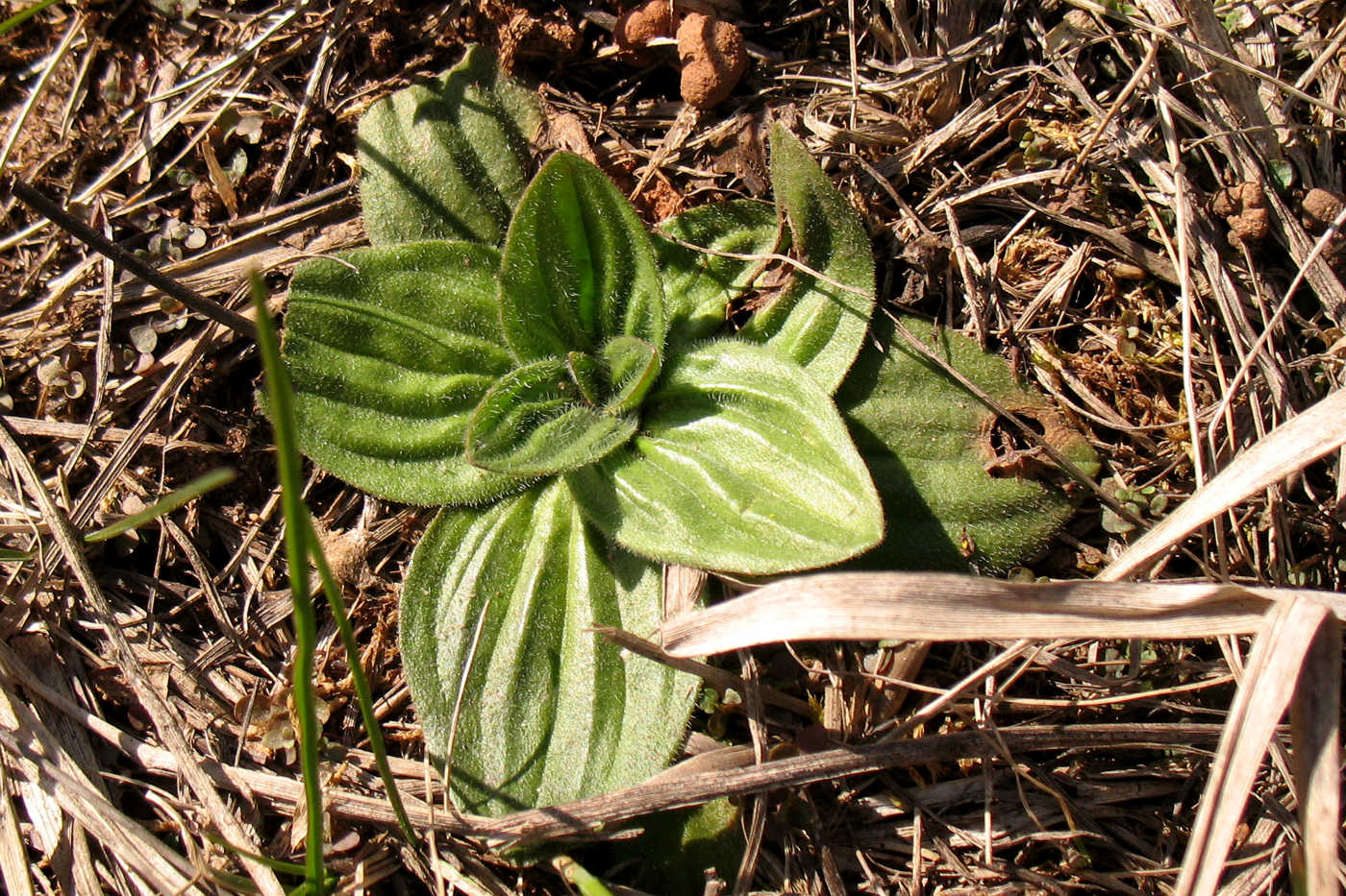 Изображение особи Plantago media.